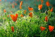 Tulips under the sun