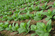 Lush tobacco plants Lush tobacco plants