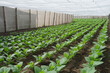 The tobacco plant of farmland
