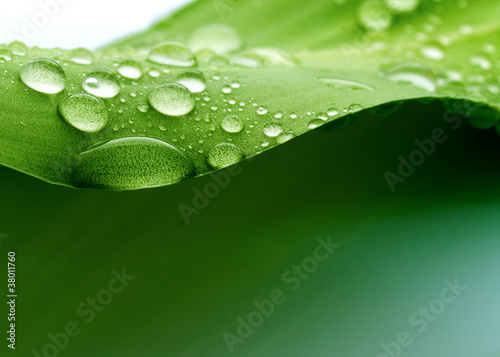 Photo: Plant Plant