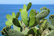 Opuntia ficus-indica ( called also as Indian fig opuntia, barbar
