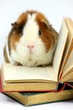 Meerschweinchen liest historische Bücher