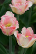 Tulips flowers