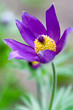 Pulsatilla flowers