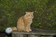 Young male ginger cat with attitude