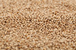 dry wheat