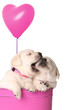 Valentine puppies