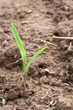 Sprout Sprout