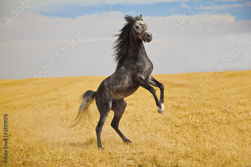 Photo: Arabian Horse Arabian Horse