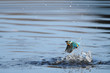 カワセミの水浴び