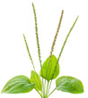 Common plantain, medical herb isolated on white Common plantain, medical herb isolated on white
