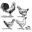 Poules, coq, poussin Poules, coq, poussin