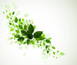 branch with fresh green leaves branch with fresh green leaves