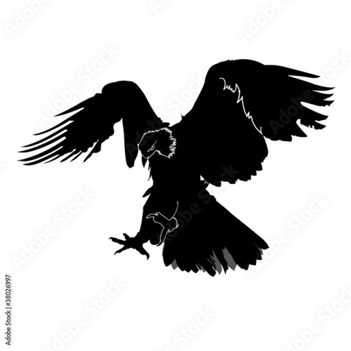 Illustration: eagle silhouette eagle silhouette