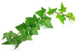 ivy