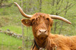 highland cattle