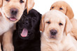 four little labrador retriever puppies four little labrador retriever puppies