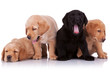 tired puppies tired puppies