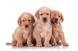 three adorable little labrador retriever three adorable little labrador retriever