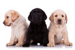 little labrador retriever puppies little labrador retriever puppies