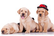 little labrador retriever puppies little labrador retriever puppies