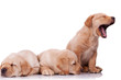 little labrador retriever puppies little labrador retriever puppies