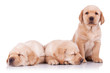 three adorable little labrador retriever puppies three adorable little labrador retriever puppies