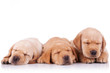 little labrador retriever puppies sleeping little labrador retriever puppies sleeping