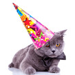 big english party cat