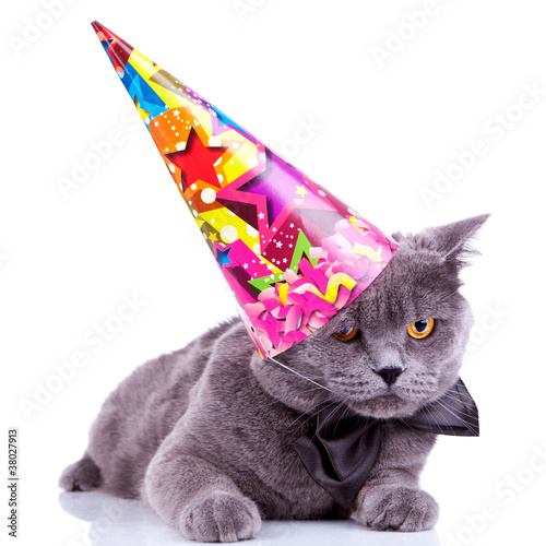Photo: big english party cat big english party cat