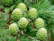 Larch cones
