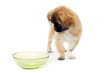 Puppy dog and water bowl