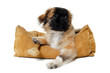 Puppy in dog bed