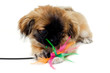 Puppy is playing