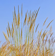big blade of grass under blue sky big blade of grass under blue sky