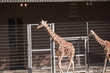 Foto: Giraffen Giraffen