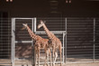 Foto: Giraffen Giraffen