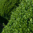 buxus buxus