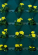 container for plants