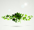 branch with fresh green leaves