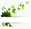 branch with fresh green leaves