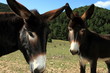 Donkeys from Teruel Aragon Spain Donkeys from Teruel Aragon Spain