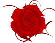 Red rose isolated