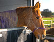 Horse in a stable