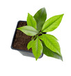 small potted citrus tree plant, isolated on white