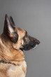 German Shepherd Dog