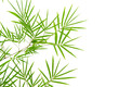 bamboo with isolated white background