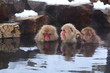 Snow monkey