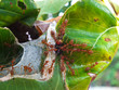 Little Food Chain - Fly being raped