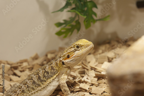 Photo: Bearded dragon Bearded dragon